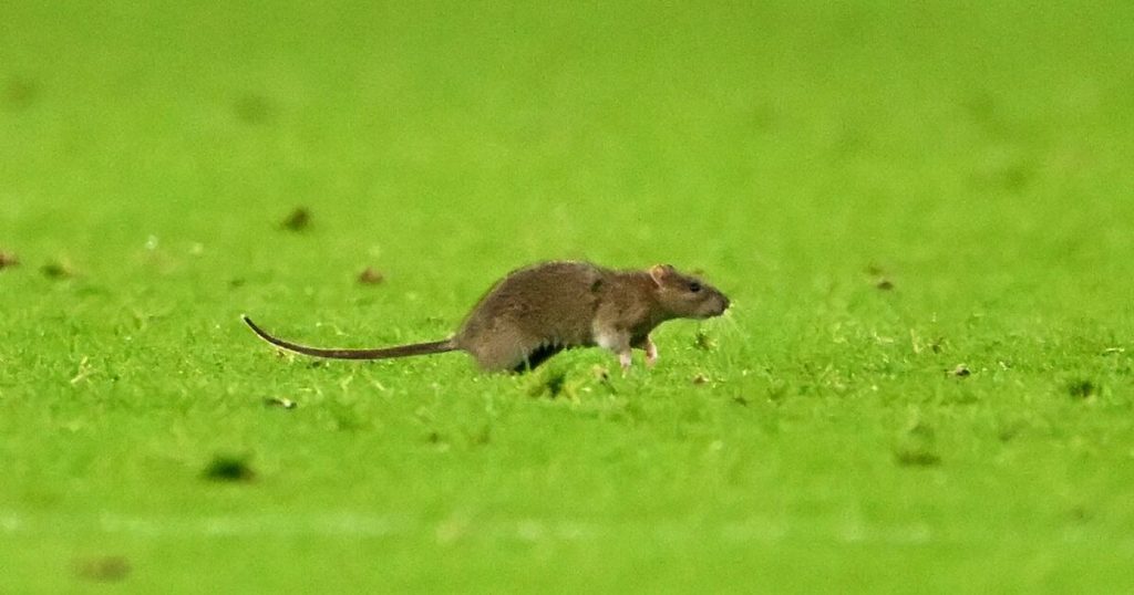 Giant rat interrupts Wales vs. Belgium match, fans call it ‘great game’ | Soccer | Sports